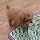 순돌뭐하니 이미지