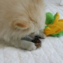 와와네 수제간식 이미지