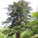 26년 22차 정기산행/ 정선 두위봉, 정선장(6월 12일 금요일 8시) 이미지
