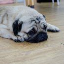 개털도사 이미지