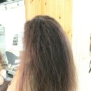 곱슬머리 Daum카페