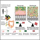 소화기와 장 기능, 면역기능, 신체 밸런스를 자연 회복시키는 장-친환경 (Gut Ecology) ﻿ 이미지