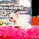 와와 이미지