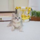 대구고양이분양 나비캣 이미지