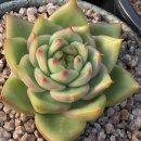 솔레미오 이미지