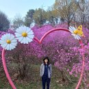부천 봄나들이~ 원미산진달래꽃동산.상동호수공원 이미지