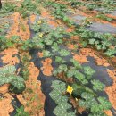 맷돌농장 이미지