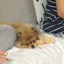 하오하개 이미지