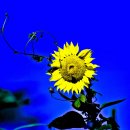 월야농장 이미지