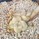 살구미농장 이미지