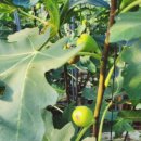 사남매농장 이미지