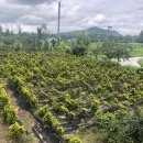 시진농장 이미지