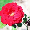 영남주유소 이미지