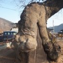 의령 세간리 현고수 이미지