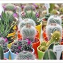 칠갑산산꽃마을 이미지