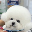 애견미용실 바비펫 이미지