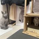 힐링퍼피 이미지