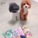 (유)아웃백스테이크하우스코리아 광교점 | 코리아펫쇼 갔다가 애견카페 아루스 또다녀왓어용 ㅋㅋㅋ