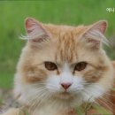 애니온동물병원