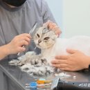 고양이 이발관 | 30분컷 냥빨 추천🐈‍😻무마취 부천고양이미용 목욕 전문 고양이이발관 신중동점