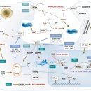 NR-14[낙동북로]-하-6 | NAD+ 대사(4부): 생리병리학적 메커니즘과 치료 가능성_NAD+ 대사 이상과 질병의 연결고리
