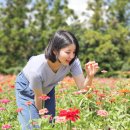 장기농약사 | 인천 계양아라온 백일홍축제 꽃구경 명소 볼거리 가득 핫플