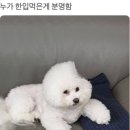 털뭉치 이미지