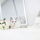 야옹아 멍멍해봐 강아지고양이 평택점 이미지