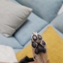 향기펫샵 이미지