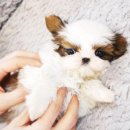 울산 제이앤독 애견샵 이미지