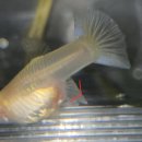 구피 | 구피 출산 징후 / 핑크키티 구피 임신 출산 후기 / 구피 산란관