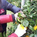 합포여자중학교 | 525번째 농장체험객. 창원 합포여자중학교 과학,수학영재반 vip한라봉농장 체험