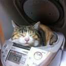 밥통 이미지