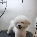 주견야DOG 이미지