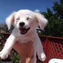 웃는강아지 이미지