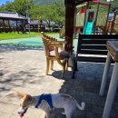 서부3길 | 여수 여름휴가 애견동반 여행 후기