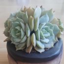 다육갤러리