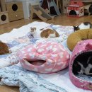 고양이 행복 쉼터 이미지