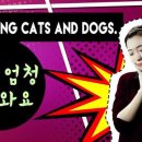 [원어민 화상영어] 오늘의 한마디 - "Its raining cats and dogs" 이미지