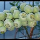 산청블루베리농장