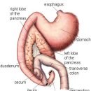 날으는고양이 이미지