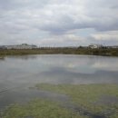 금호강영천 이미지