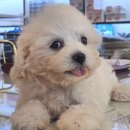 도그마루 강아지 고양이 양산화명점 이미지