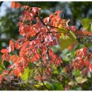 사곡중학교 이미지