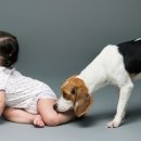 거울보는 강아지 이미지