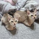 실버캐슬 캐터리 네이버블로그