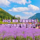 광산구-033 | 동해 무릉별유천지 라벤더축제 2025 인생샷명소·축제일정·주차꿀팁까지