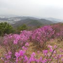 ♡가현산 진달래 축제♡ 이미지