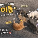 이츠펫 온양점 이미지