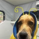 멍즈니랜드 이미지